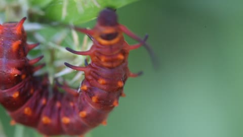 Pipevine Swallowtail Caterpillar