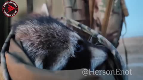 Kherson raccoon participates in a special operation together with his kidnappers.