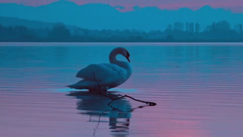 duck in the pond showing its beauty