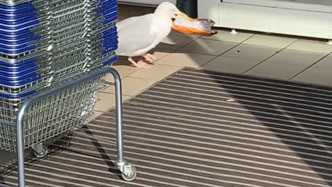 Seagull Thief at it Again