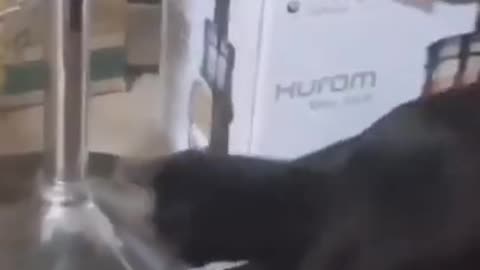Cute Cat Loves Skating | Cat loves skateboarding | Cute Animals | Funny Animals