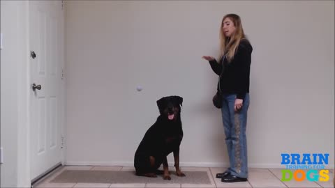 Exam Demonstration for Brain Training for Dogs: The Airplane Game