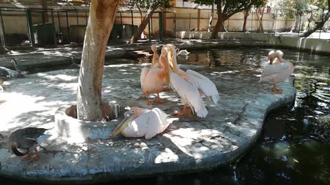 Zoo Full Of Rare Pink Pelican