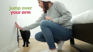 Cats care and training