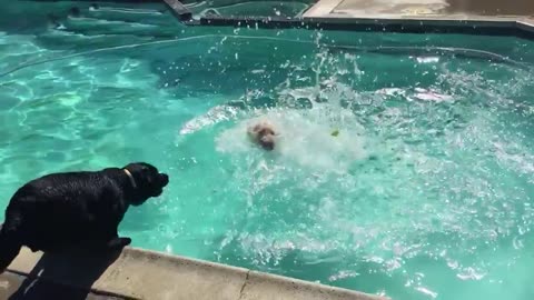 Labs Jumping Into a Pool In Slo-mo