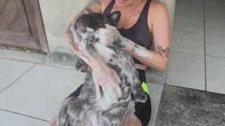 Dora the Bulldog Taking a Bath