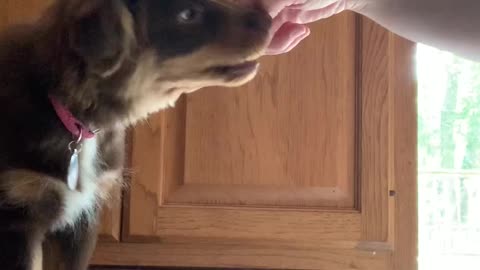 mini australian shepherd try to eat