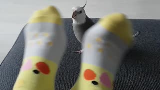 Cockatiel flirts with owner's cockatiel socks