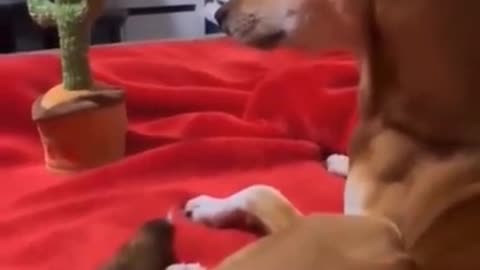 Dog funny video with baby toy cactus