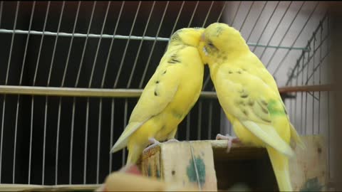 Yellow Birds Being Romantic To Each Other