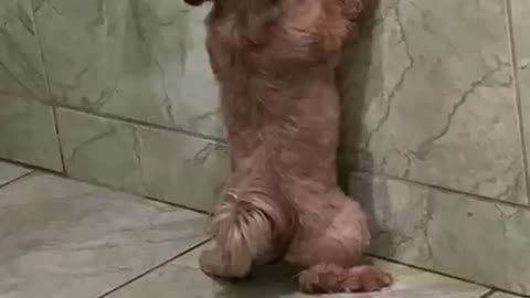 Shih Tzu has a funny way of peeing