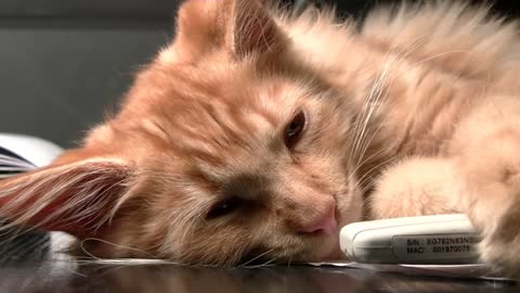 Kucing lucu | Kucing lucu | | kompilasi video Cat Video kucing untuk anak-anak