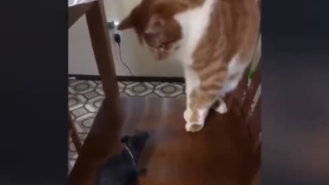 Funny Cats invited to the Dog