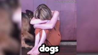 Emotional support dogs