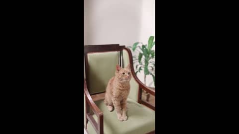 Cute cat videos 2022 !! Cat videos compilation video #4
