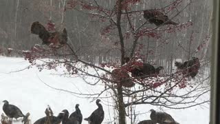 Turkeys in a Blizzard