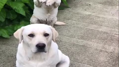 Funniest and cutest labrador puppies video#2-funny puppies video 2021