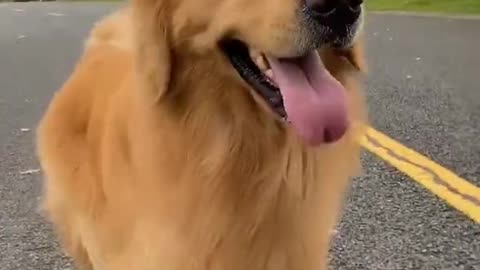 Let's see how the golden retriever plays the scooter