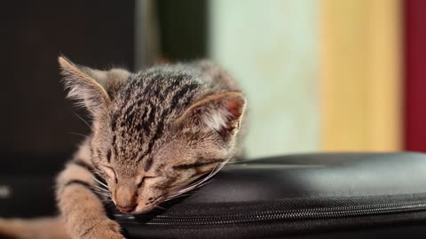 Amazing Sleepy cat takes a nap