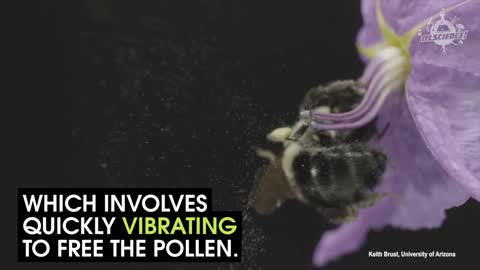 Bees Use Different Methods Of Pollinating Flower