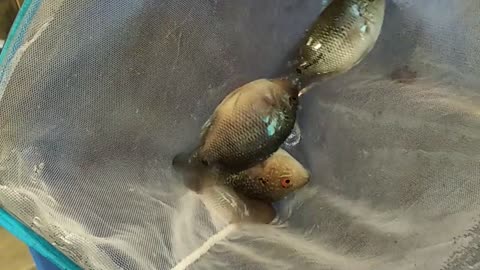 CATCH BEAUTIFUL FISH