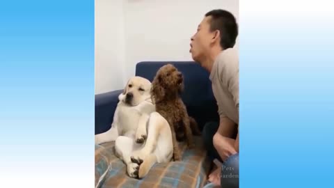 New Funny Dog Videos to brighten up your day!