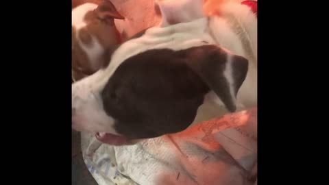 FATHER TEACHES HIS DAUGHTER how fight...she's an aggressive puppy!