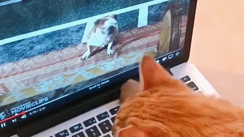 Orange cat watching garfield on laptop computer
