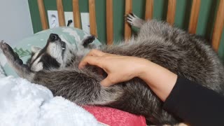 Raccoon lies on the bed with his arms open and sleeps under his mother's touch