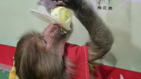 Little monkey drinking delicious drink