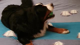 Bernese Mountain Dog playing fetch in bed