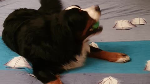 Bernese Mountain Dog playing fetch in bed