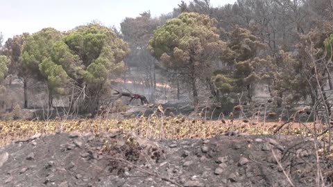 'Leave everything, let it burn' - Turkish goat herder