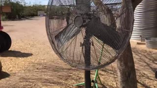 Two industrial stand fans at petting zoo/farm.