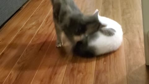 Sneaky Sliding Kitty Surprises Friend