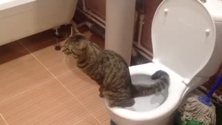 Cat. cat and toilet