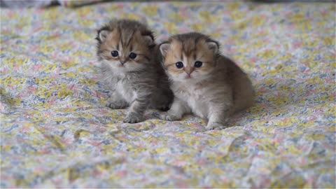 2 British Longhair sisters