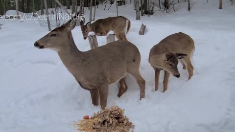 Too much snow for the deer