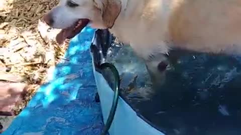 Missy enjoying her new pool