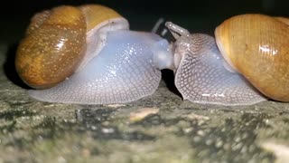Hyperlapse Mating Snails