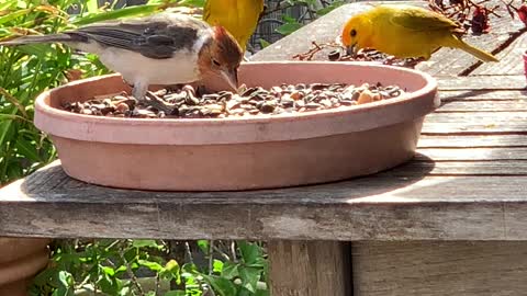 Red Crested Cardinal Teenager and Saffron Finch Mated Pair