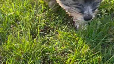 8 week Coton de tulear running in wet grass