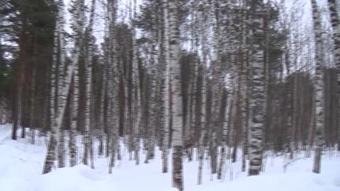 Winter Forest Panorama