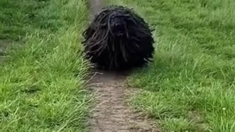 Funny Animals 🤣 is it a Dog or 🐶, Try Not To LAUGH!!!