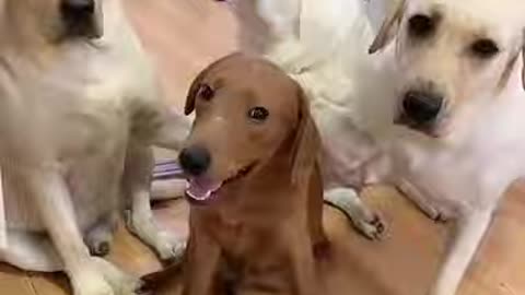 A group of dogs betray the one dog