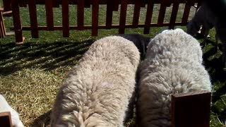 Sheep exhibition