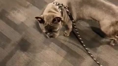 Watch this funny dog incredible