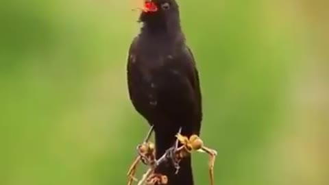 Blackbird sings in nature