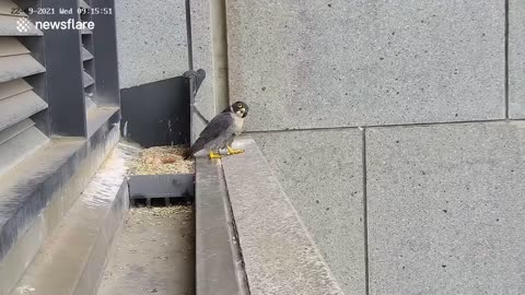 Peregrine falcon has hilarious reaction during Australia earthquake