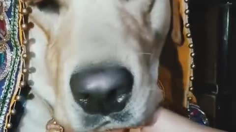 Cute labrador #dog shy ki dulhaniya aa gayi hai || Nayi Naveli